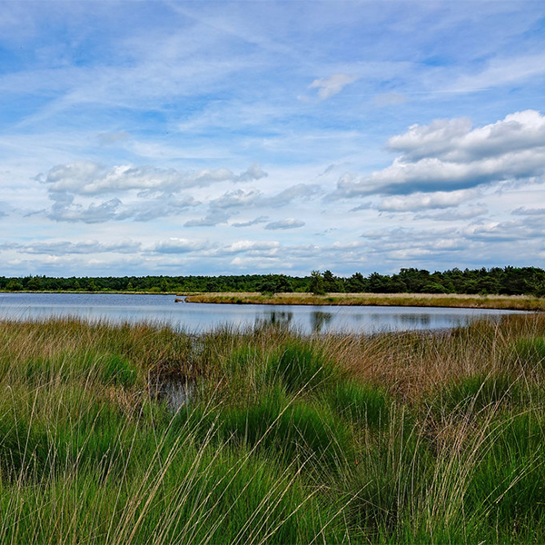 Kalmthoutse Heide