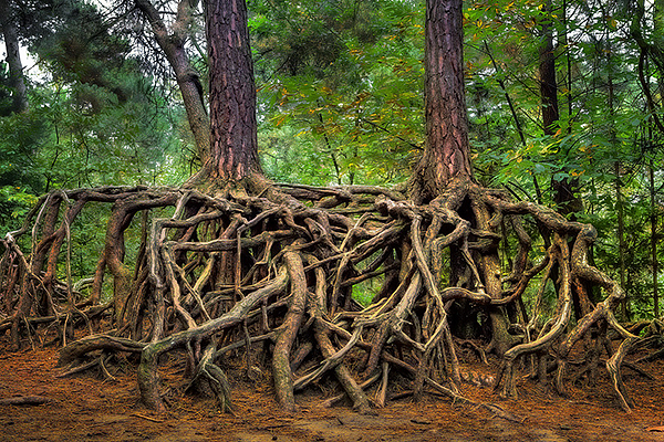 Wandelende bomen op de kabouterberg