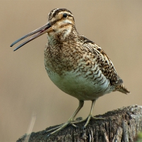 Watersnip