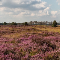 De Kalmthoutse heide